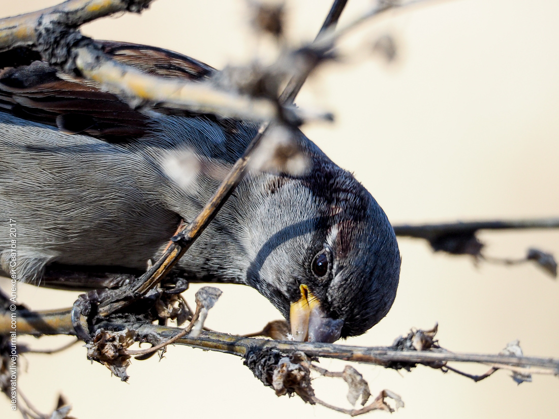 His Sparrow. Data - My, Birds, Sparrow, Longpost