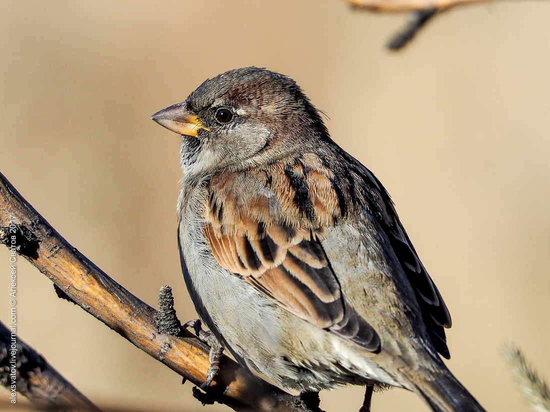 His Sparrow. Data - My, Birds, Sparrow, Longpost