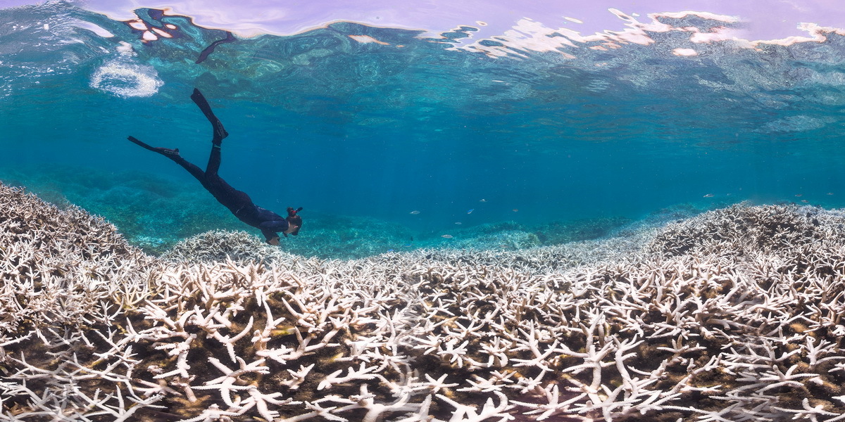 Humanity has finished its game - the Great Barrier Reef almost died in 2018 - My, Ecology, Australia, Great Barrier Reef