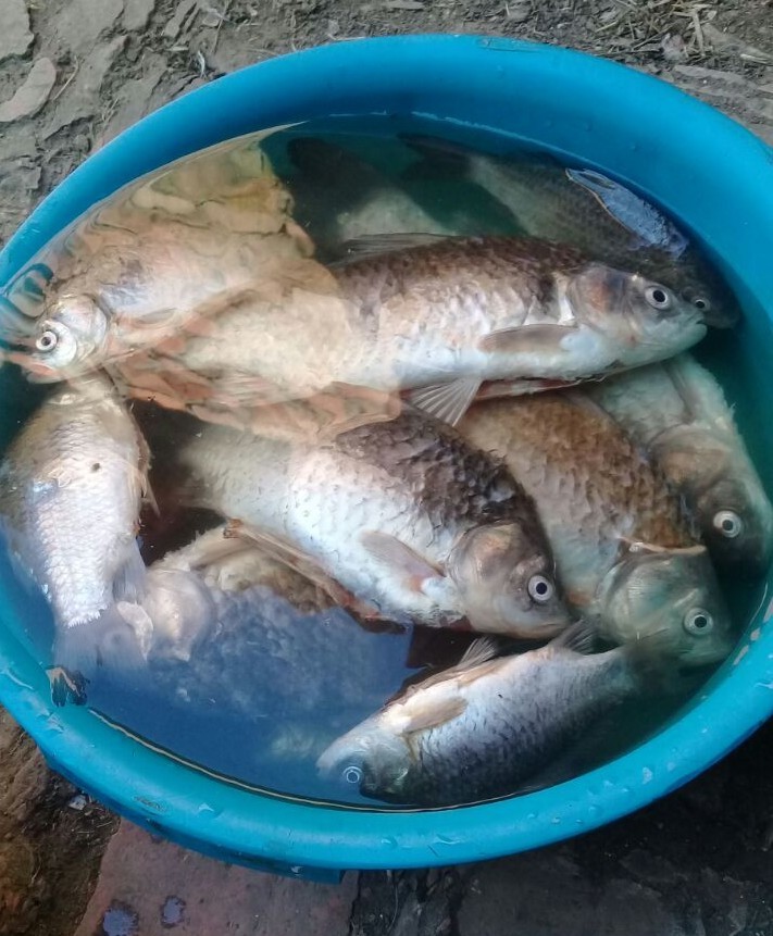 My brother went fishing. Here is his catch, he caught fish with his hands))) - My, A fish, Fishing, Catch