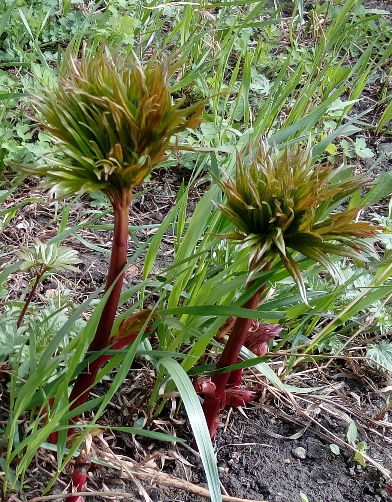 Start of growth - My, Plants, Spring