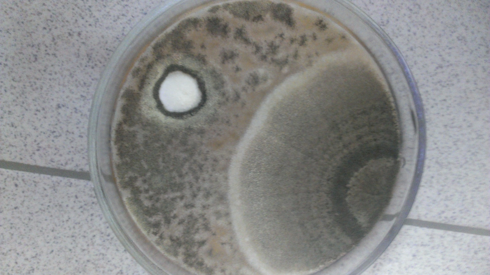 My cute microbes - My, My, Microbiology, Microbes, Microorganisms, Bacteria, Petri dish, Longpost