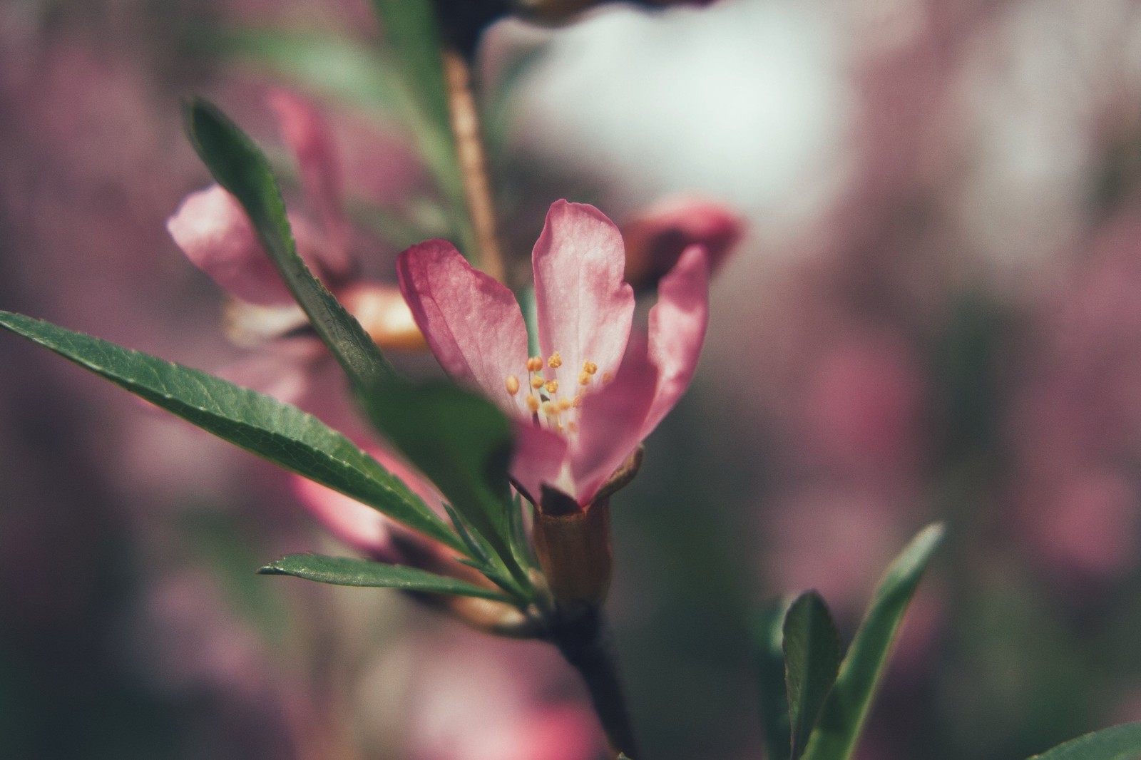 Arranged a gentle spring photo shoot for a couple of my knives - My, Flowers, Spring, Knife, The photo, Tenderness, Longpost