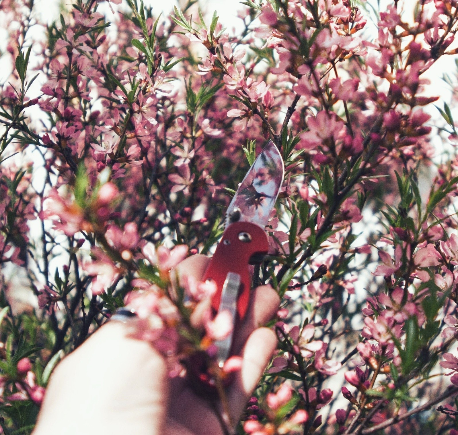 Arranged a gentle spring photo shoot for a couple of my knives - My, Flowers, Spring, Knife, The photo, Tenderness, Longpost