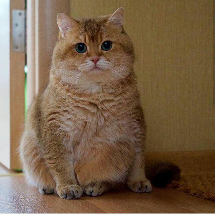 Hoshiko: a cat with plump cheeks - cat, Cheeks, The bone is fluffy, , Hosico Cat, , Longpost, British cat