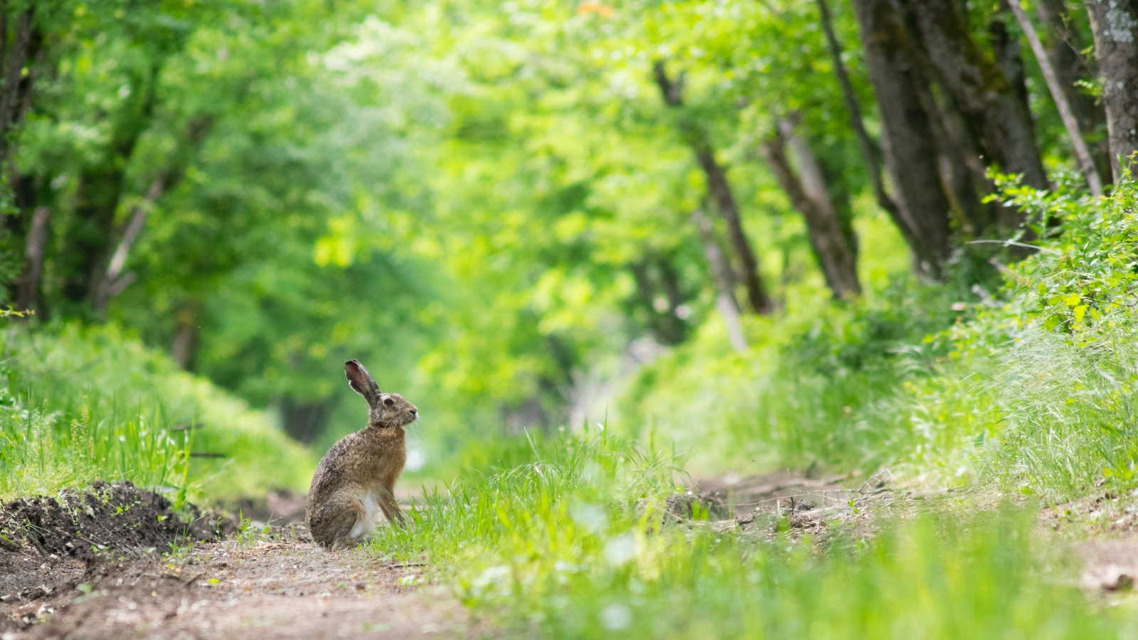 Now you'll run after him for half a day... - My, The photo, Rostov region, Rostov-on-Don, Forest, Animals, Hare, Photo hunting, Longpost