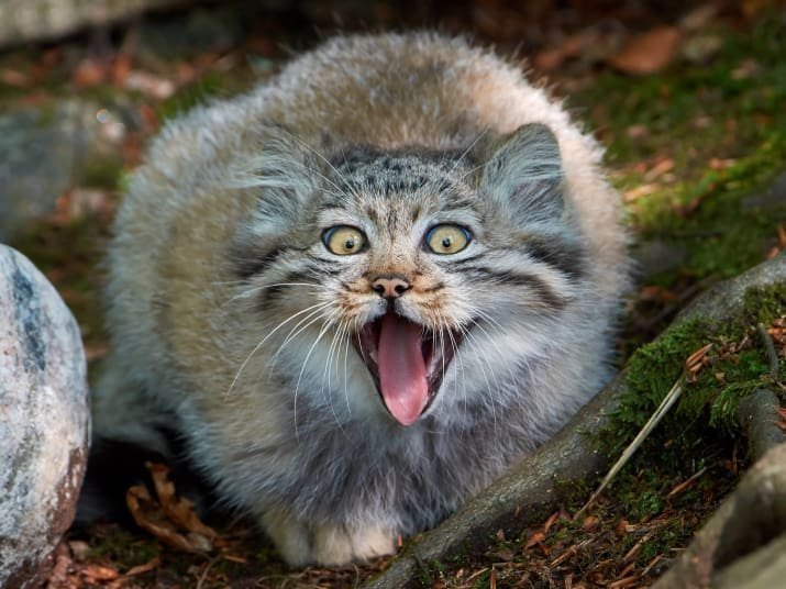 Pallas cat - manul and his faces - cat, Amazing, Fluffy, Oddities, Longpost