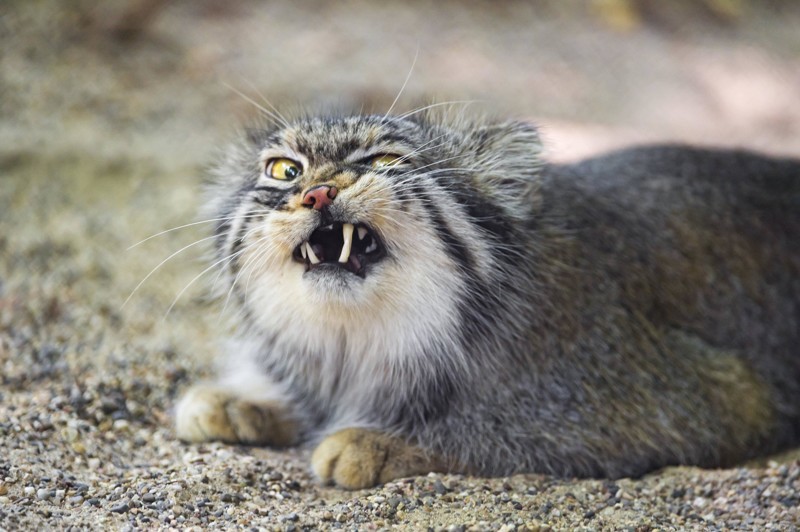 Pallas cat - manul and his faces - cat, Amazing, Fluffy, Oddities, Longpost