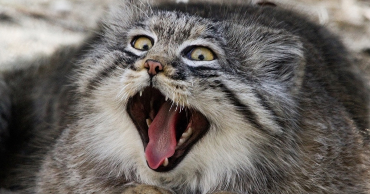 Pallas cat - manul and his faces - cat, Amazing, Fluffy, Oddities, Longpost