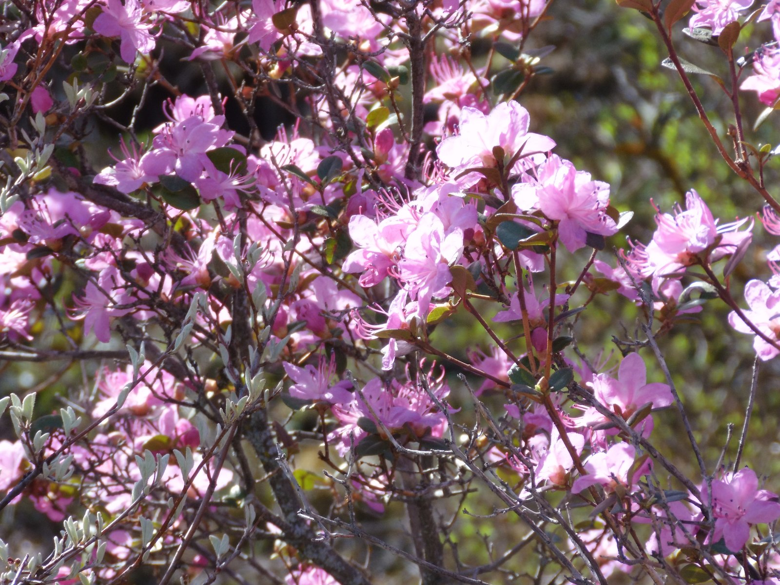 Maralnika flowering 2018 draft continued - My, Maralnik, Mountain Altai, Katu-Yaryk, Chulyshman Valley, Longpost, Altai Republic