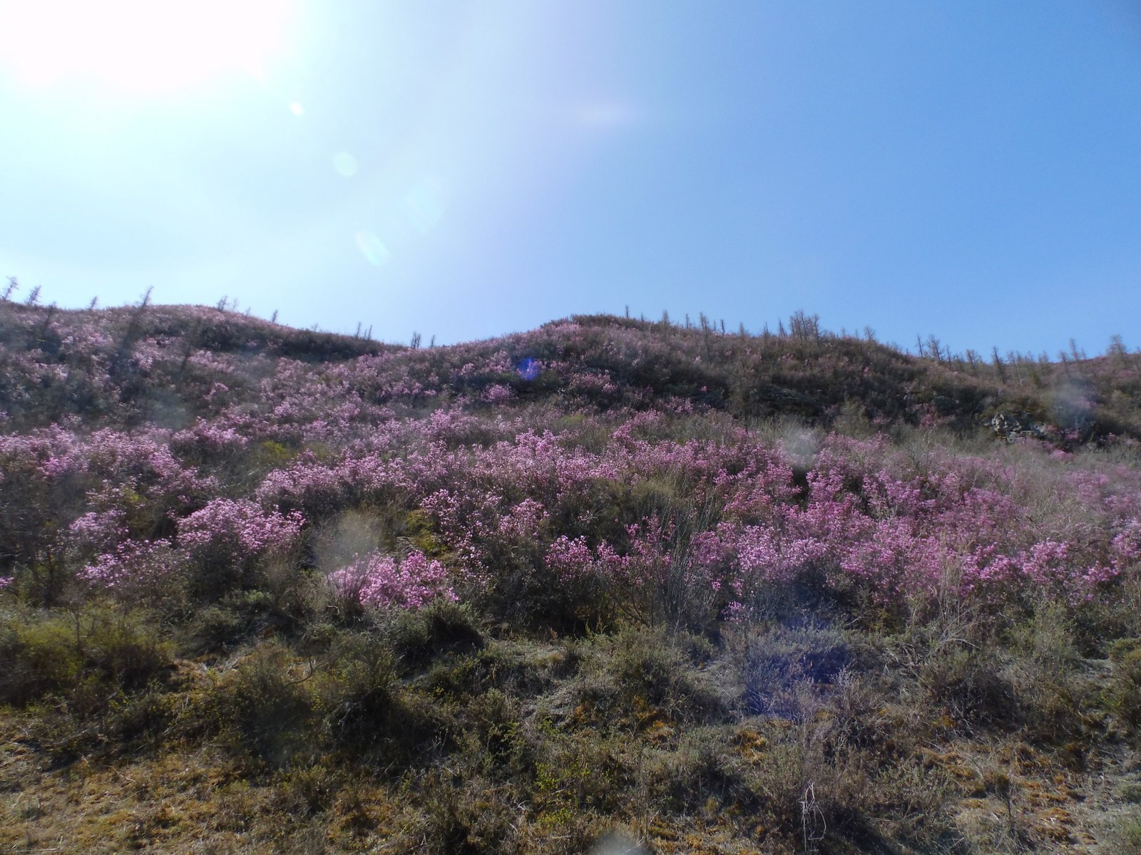 Maralnika flowering 2018 draft continued - My, Maralnik, Mountain Altai, Katu-Yaryk, Chulyshman Valley, Longpost, Altai Republic