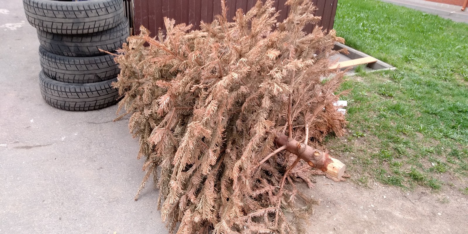 Another weakling has given up. - My, Christmas trees, May