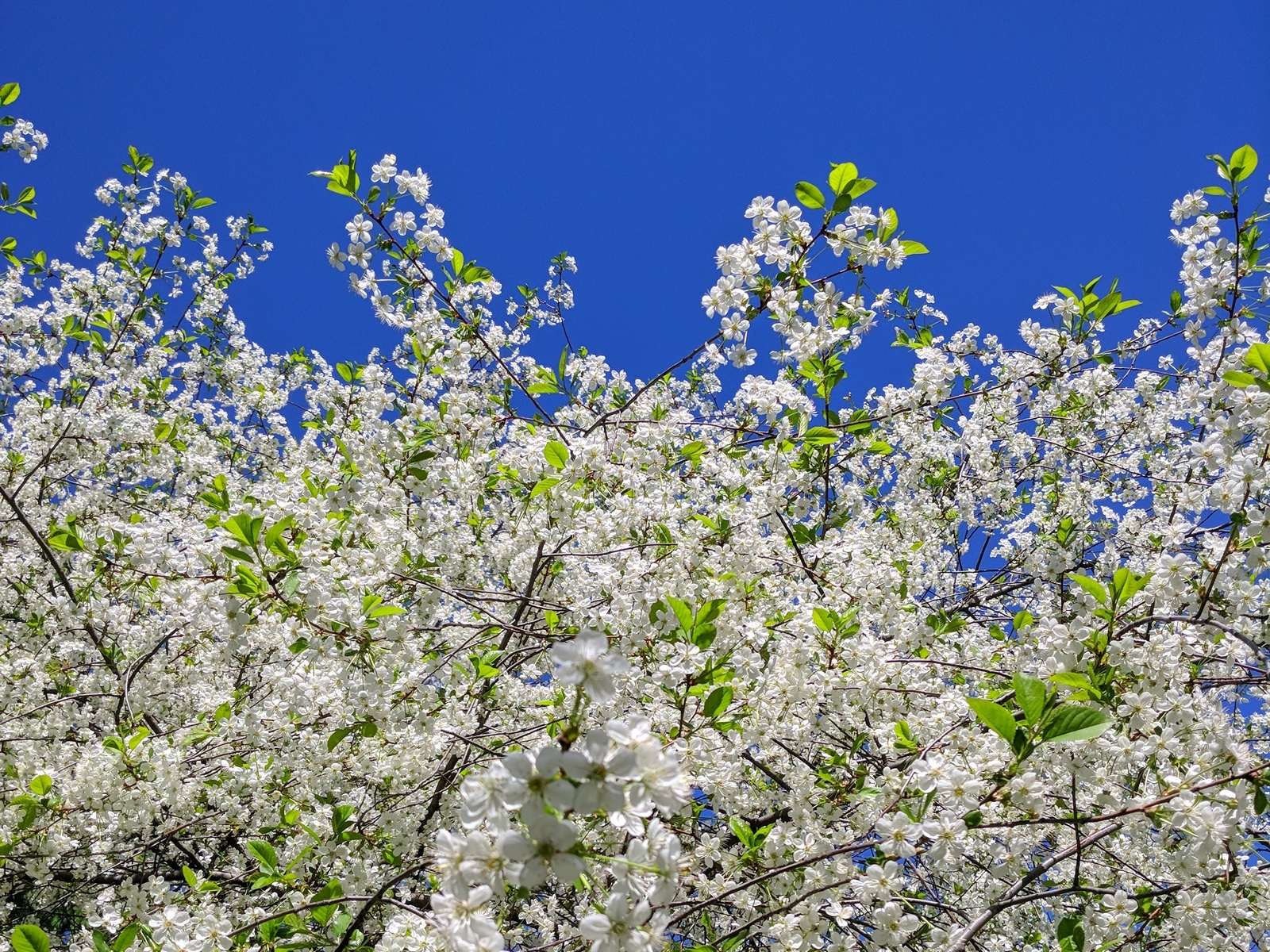 Cherry on Grimau - My, Cherry, Spring, Moscow, Mobile photography, LG G6, Longpost