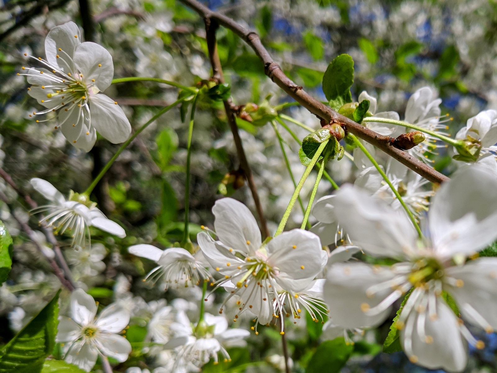 Cherry on Grimau - My, Cherry, Spring, Moscow, Mobile photography, LG G6, Longpost