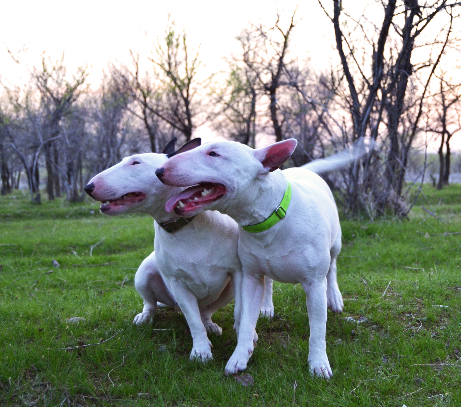 Create, please, community Bull Terriers! - Bull terrier, MiniBul terrier, Dog, Breed, Dog breeds, Community