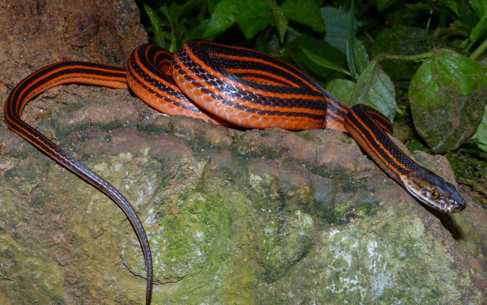Book of Animals: Red and Black Striped Snake - My, Snake, Animal book, Animals, May 9, Wild animals, Longpost, May 9 - Victory Day