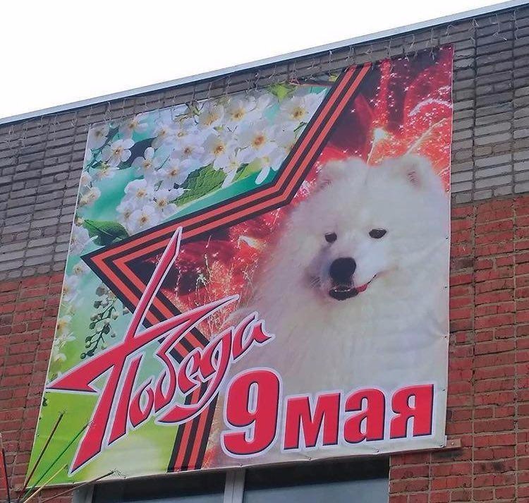 Happy Holidays! - Dog, Poster, Happy Holidays, Congratulation, May 9, May 9 - Victory Day