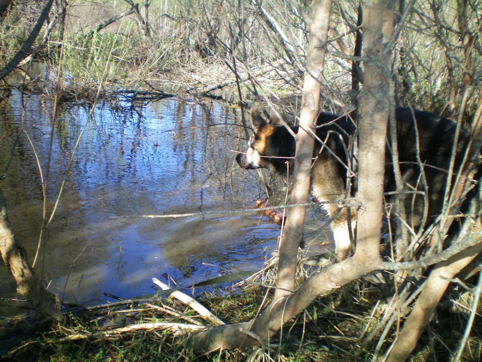 Walk - My, Dog, Walk in the woods, Longpost