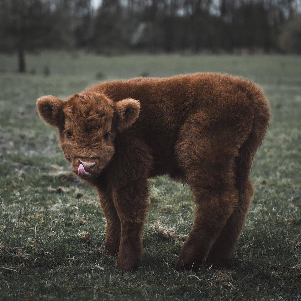 The cutest bull - Milota, Animals, The photo, Calf