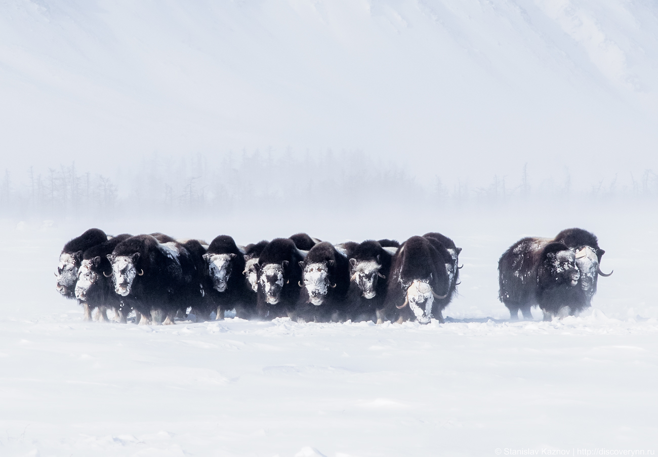 Yamal, beautiful and unforgettable... We will definitely be back! - My, Yamal, Salekhard, Photo tour, Travel across Russia, Longpost