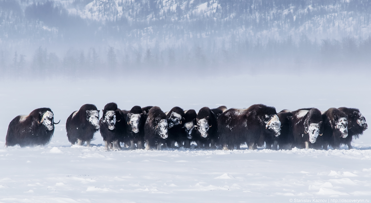 Yamal, beautiful and unforgettable... We will definitely be back! - My, Yamal, Salekhard, Photo tour, Travel across Russia, Longpost