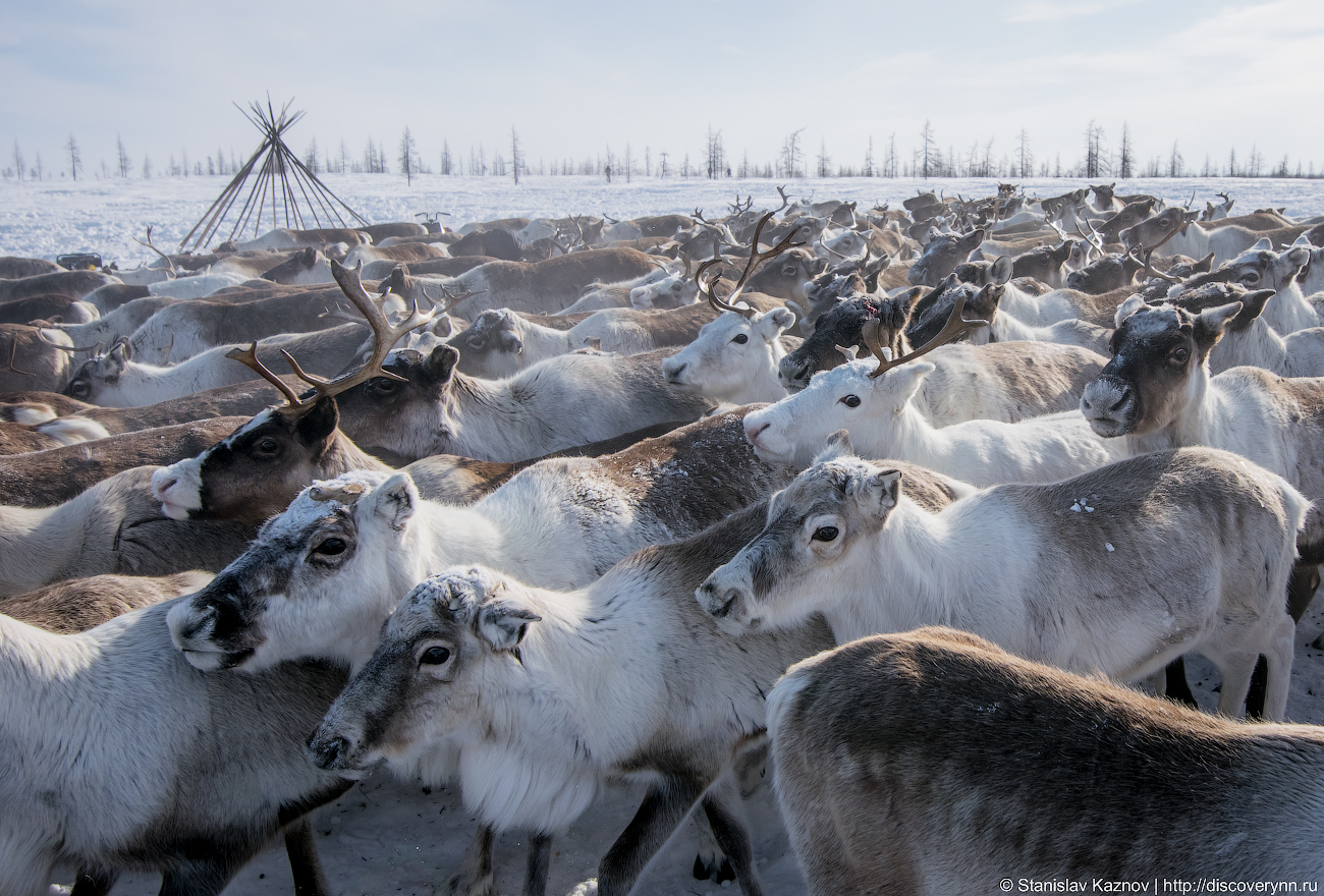 Yamal, beautiful and unforgettable... We will definitely be back! - My, Yamal, Salekhard, Photo tour, Travel across Russia, Longpost