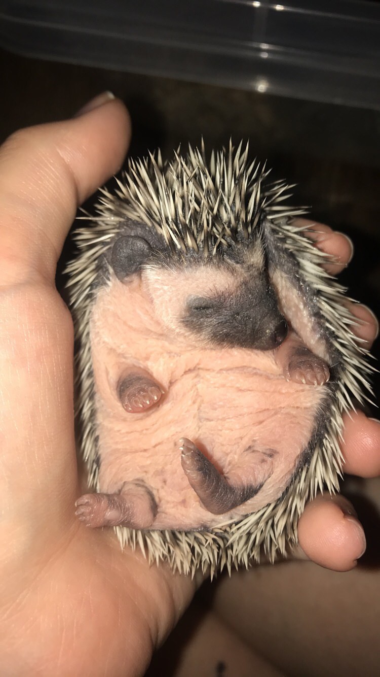 Little hedgehog!) - The photo, Hedgehog, Young, Reddit