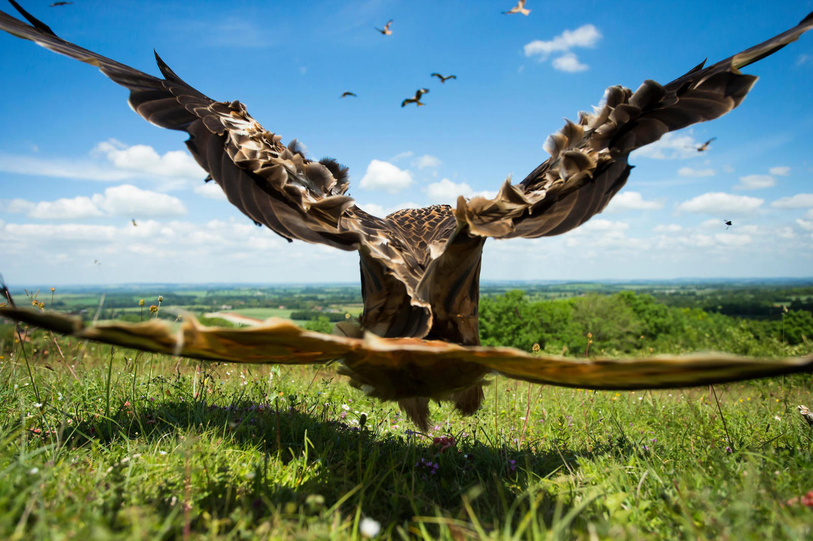 Bird Photography Contest Winners - Birds, The photo, beauty, Longpost, Interesting