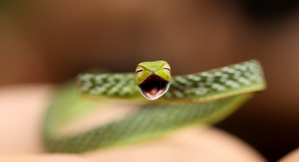 Terribly glad to see you - Snake, Reptiles, Longpost