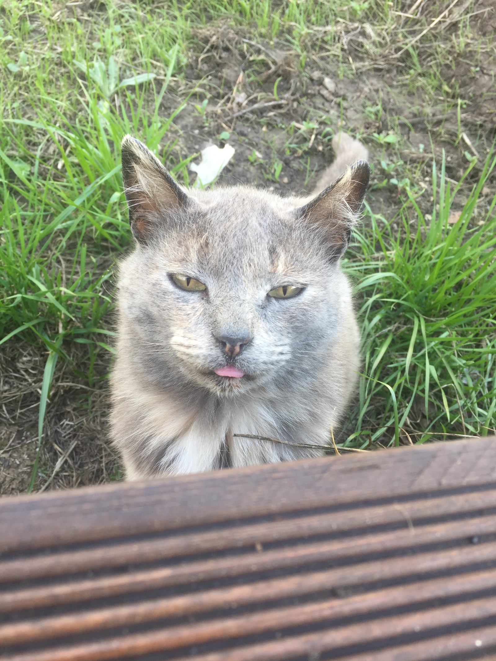 The cat is broken :) - My, cat, Village, Summer, Longpost