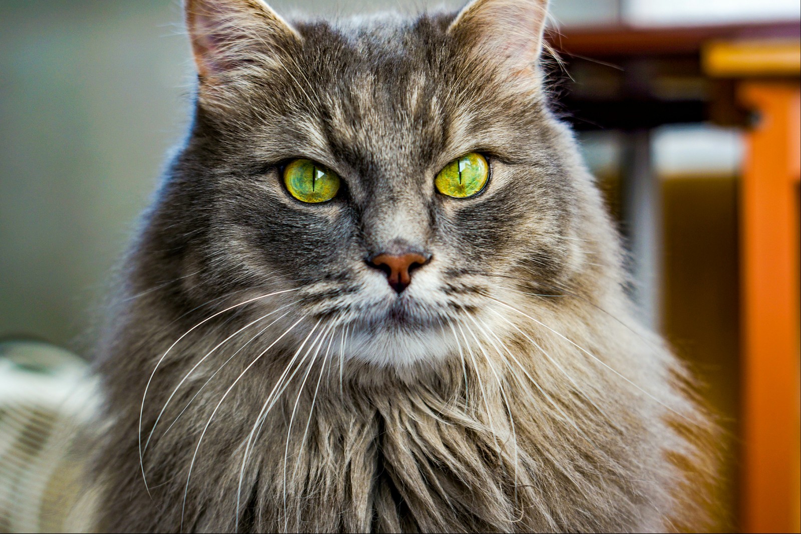 Kuzya and his eye - My, cat, Macro, Eyes, Sony, Macro photography