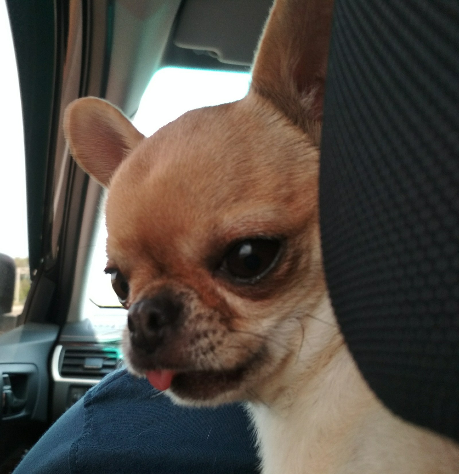 Rate the dog - My, Chihuahua, Dog