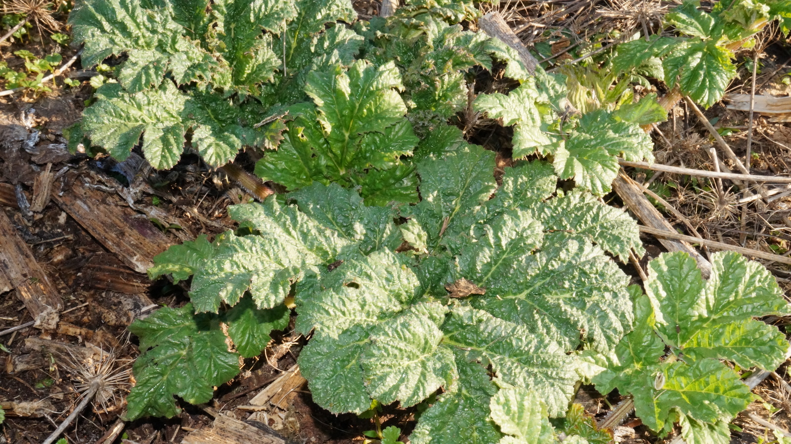 Battle for the Earth. - My, Earthlings vs. Hogweed, Hogweed, Weeds, Nature, Plants, Longpost, Village