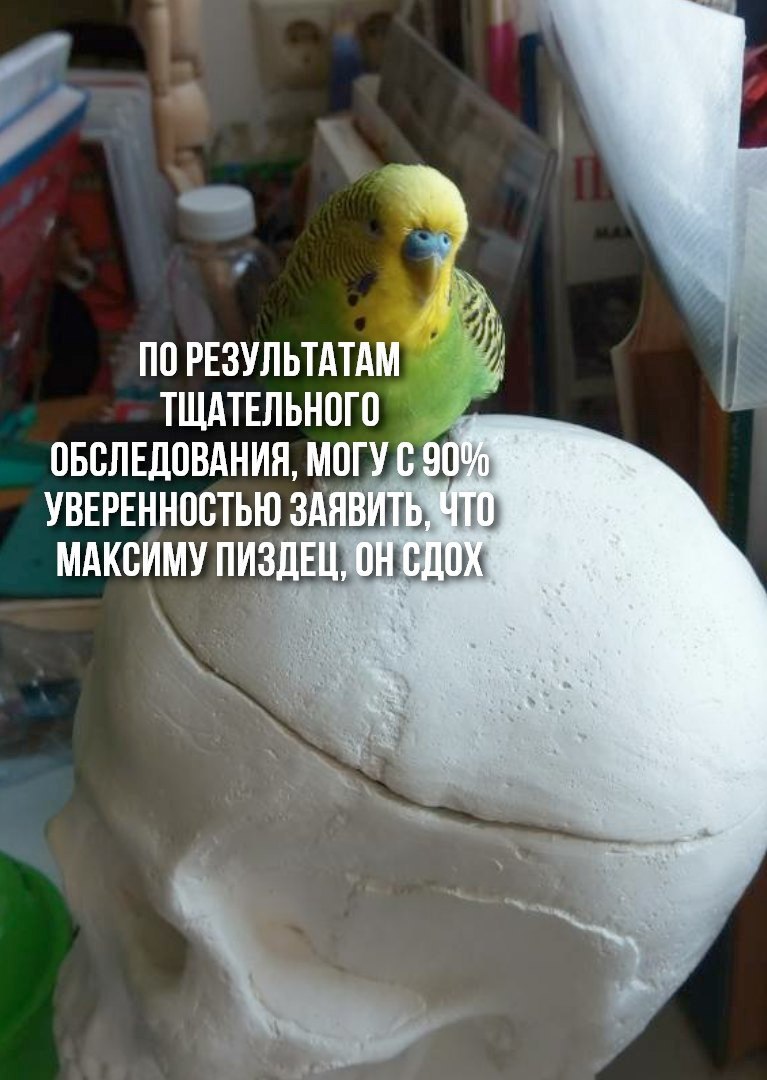 Doctor Popuginyan. - Doctor, The medicine, Survey, A parrot, Maksim, Как так?, Humor, Longpost, How?