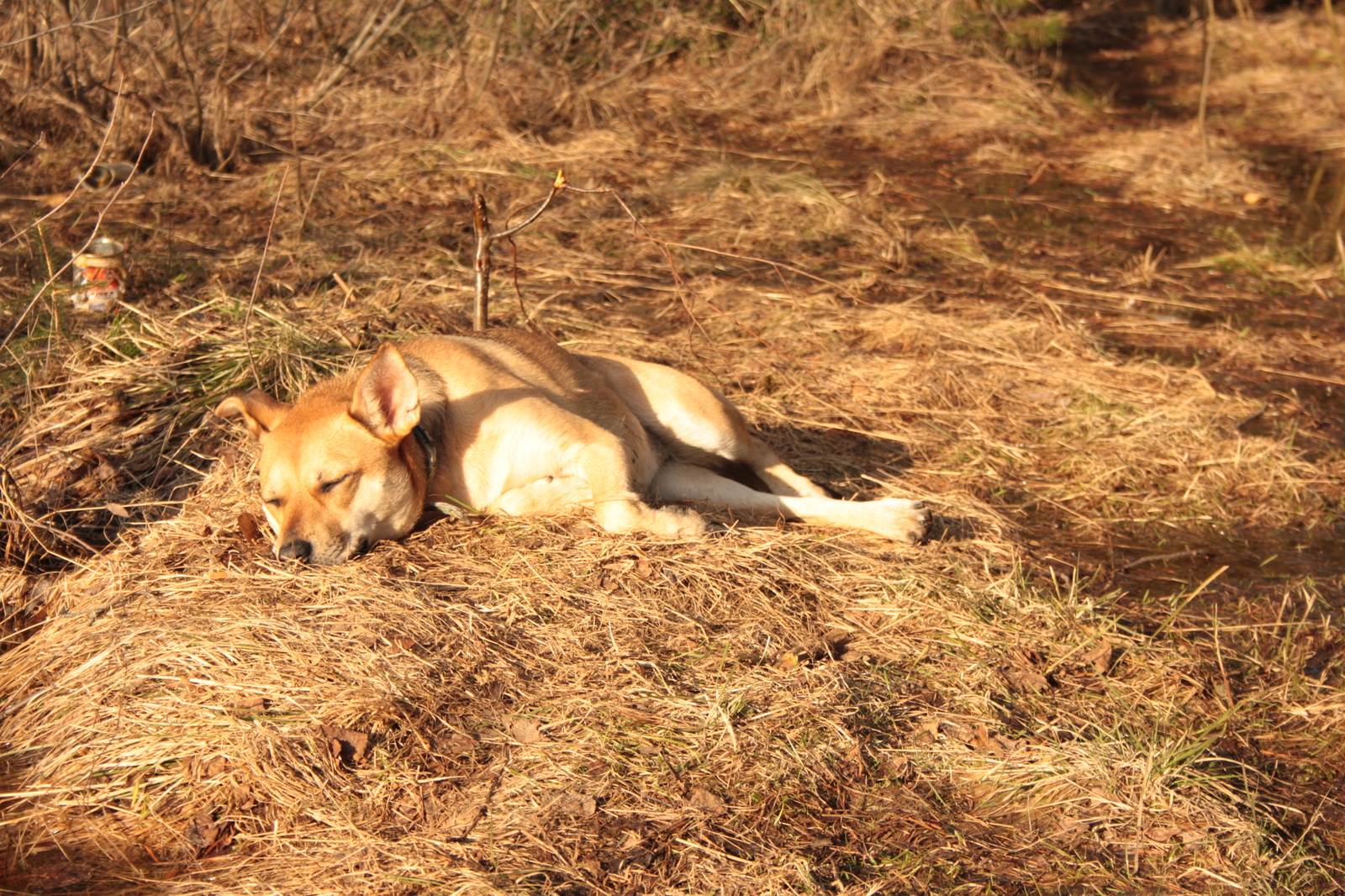 My pet animal - My, Cur, Daughter, Longpost, Dog, Children