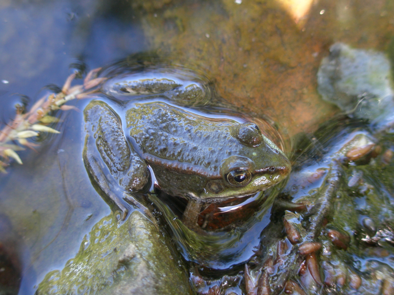 Frog - My, Frogs, Nature, The photo