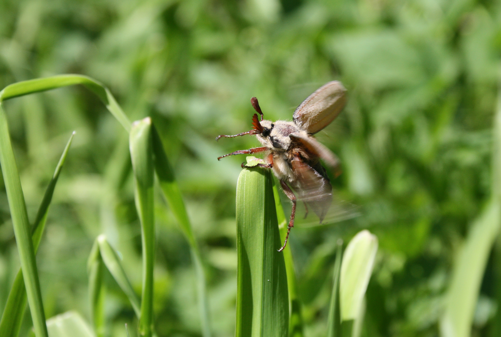 May bug. - My, May, Chafer, Takeoff, Spring