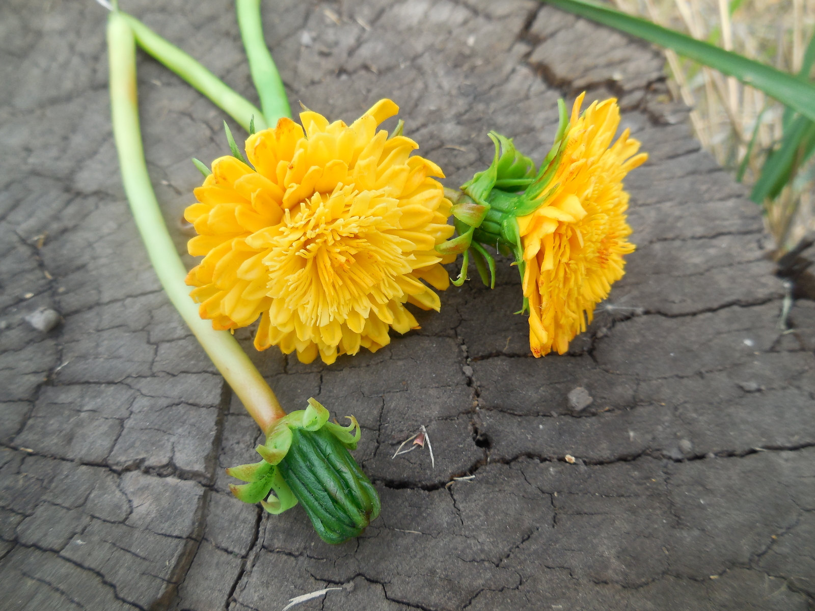 Handmade dandelions from cold porcelain... - My, Dandelion, Polymer floristry, With your own hands, Cold porcelain, Summer, Needlework without process