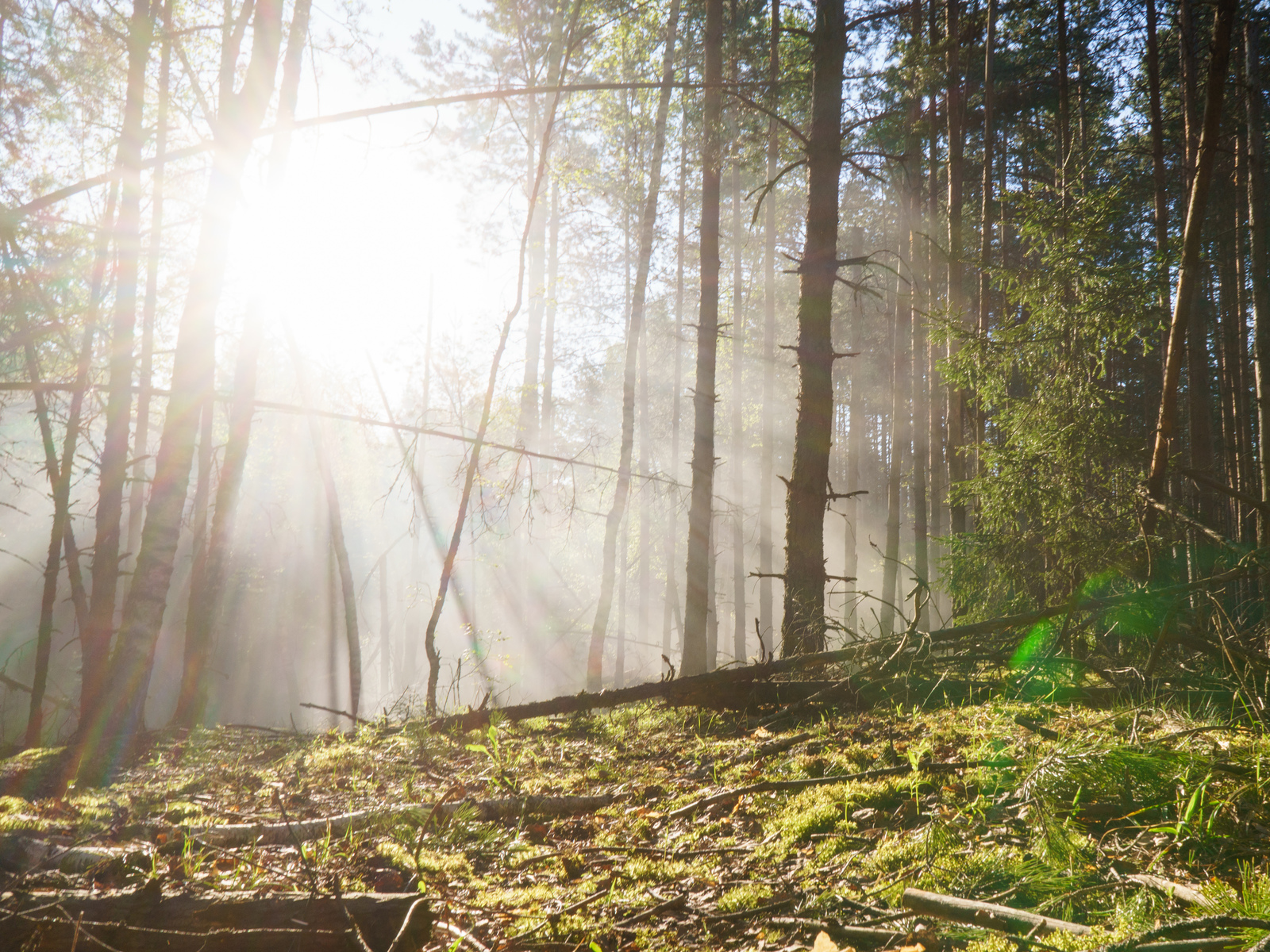 Morning, sun, forest and smoke - My, The photo, Nature, Forest, The sun, Morning, Landscape, Longpost