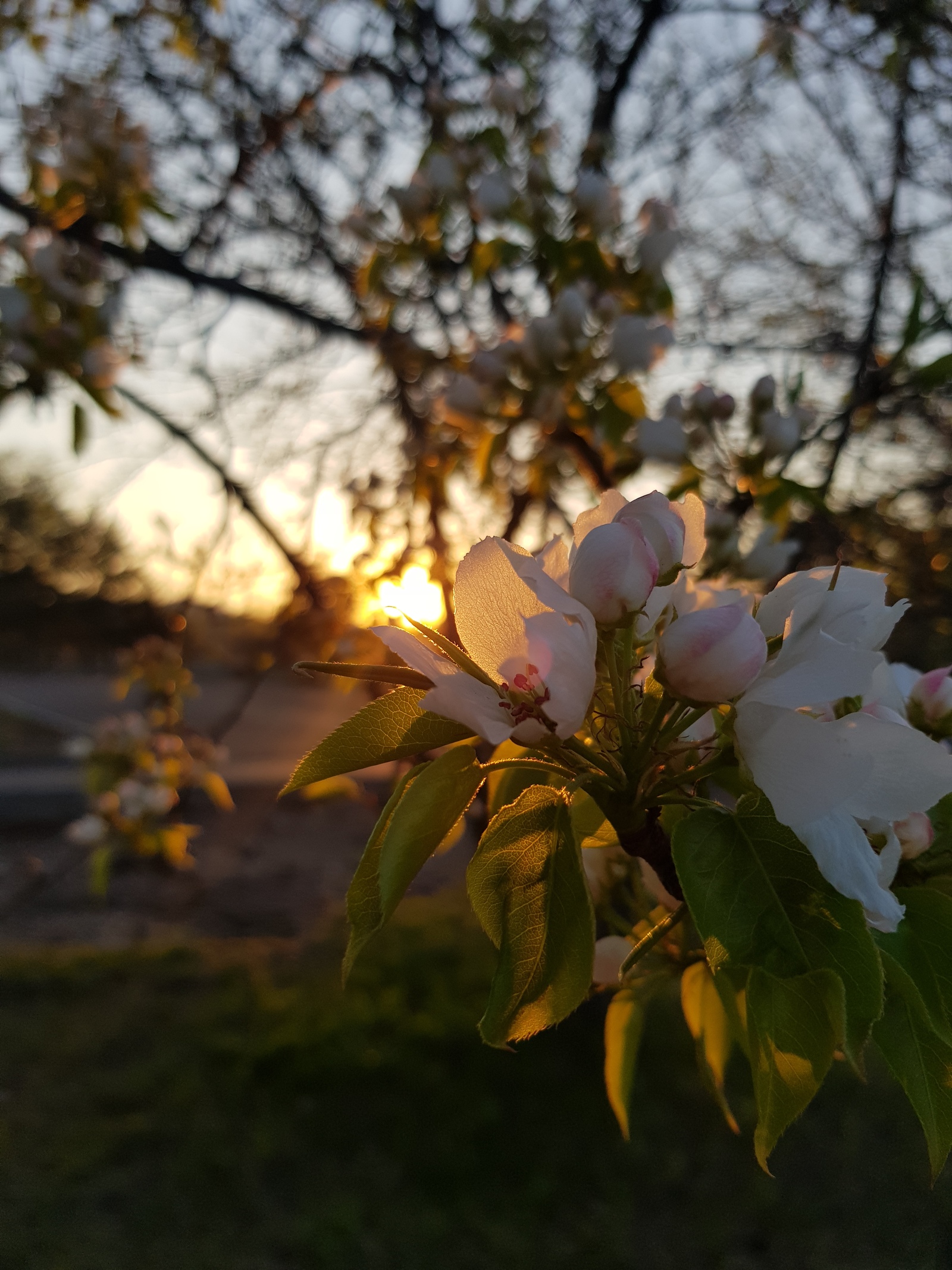 On the Sunset . - My, Irkutsk, Flowers, Longpost