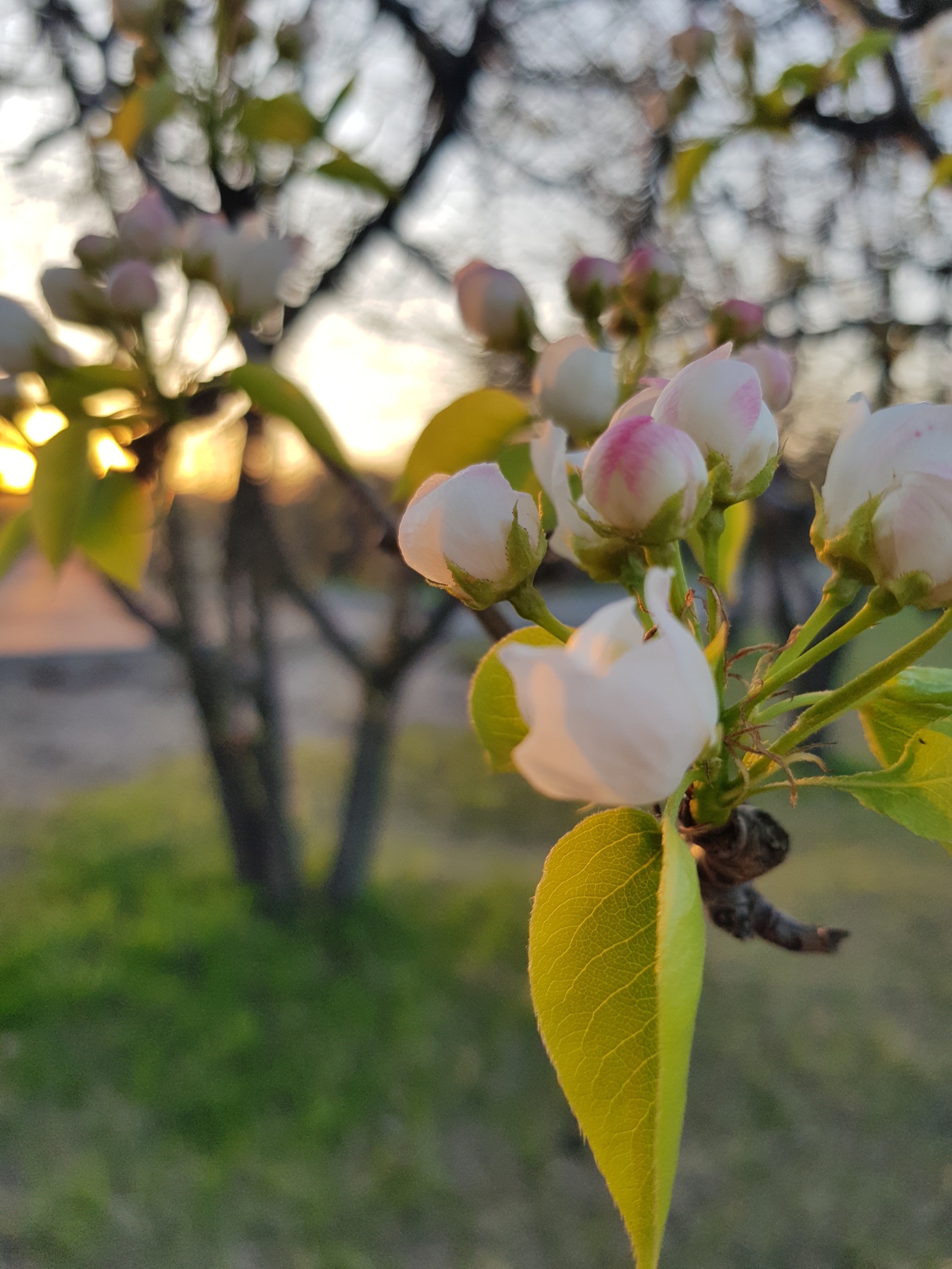 On the Sunset . - My, Irkutsk, Flowers, Longpost