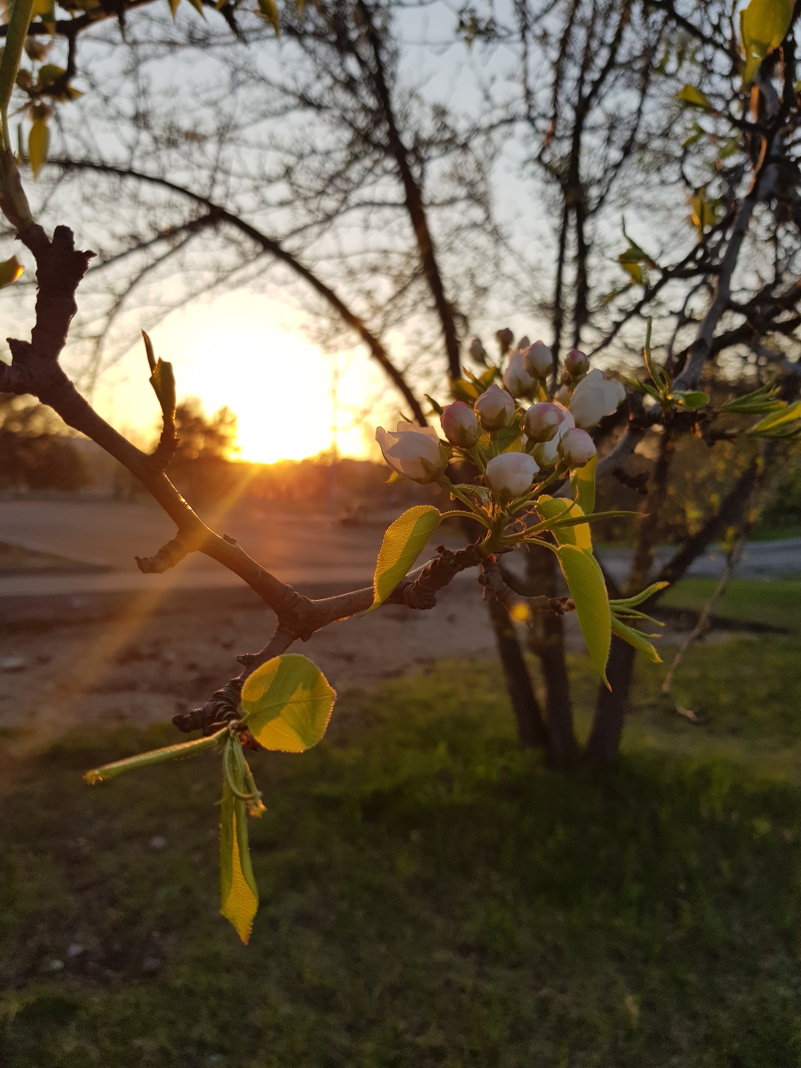 On the Sunset . - My, Irkutsk, Flowers, Longpost