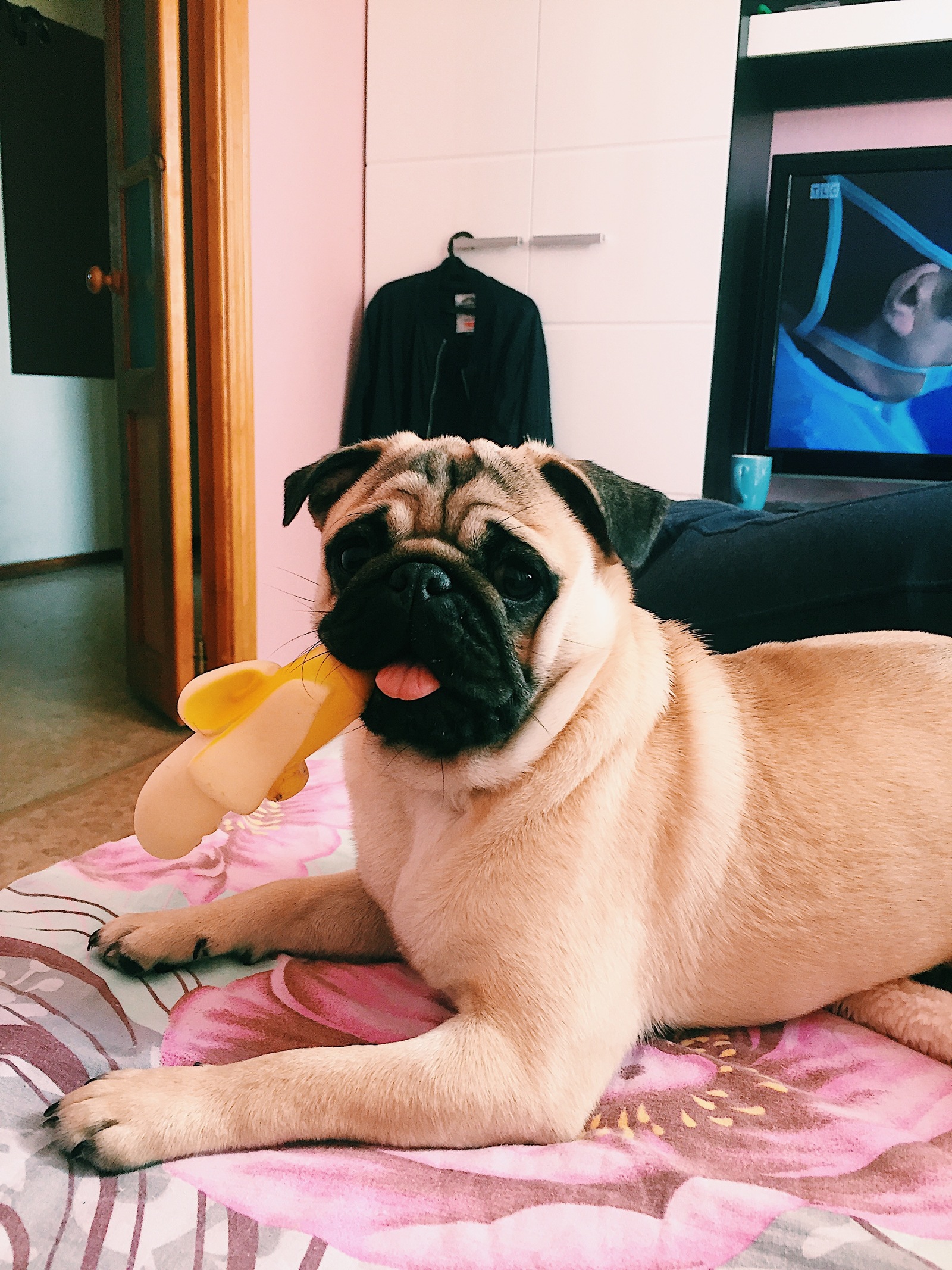 Nice to meet you, Lip :) - My, Dog, Pug, Animals, Breed, Family member