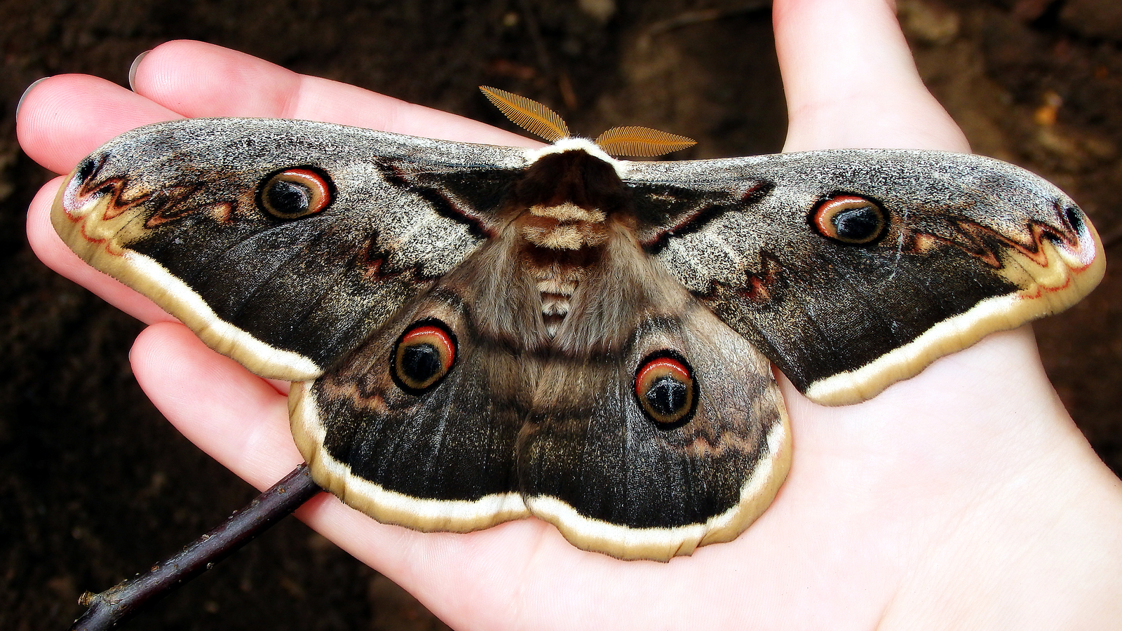 В крыму обитает самая крупная бабочка европы. Павлиноглазка Грушевая бабочка. Бабочка Сатурния Павлиноглазка. Ночной павлиний глаз бабочка. Павлиноглазка Грушевая (Saturnia pyri) гусеница.