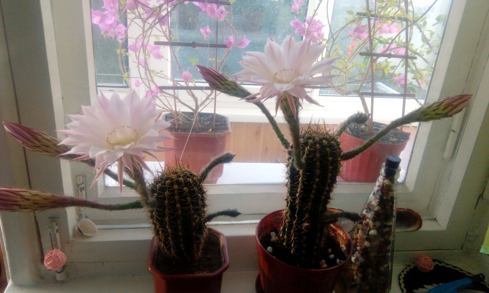 After 3 years decided to bloom - My, Cactus, bloomed, Flowers