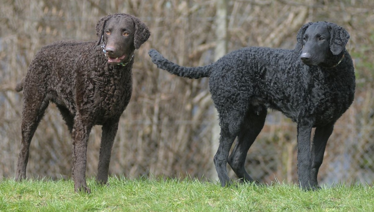 About breeds of dogs. - Dog breeds, Hunting dogs, Retriever, Longpost