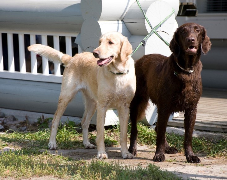 About breeds of dogs. - Dog breeds, Hunting dogs, Retriever, Longpost