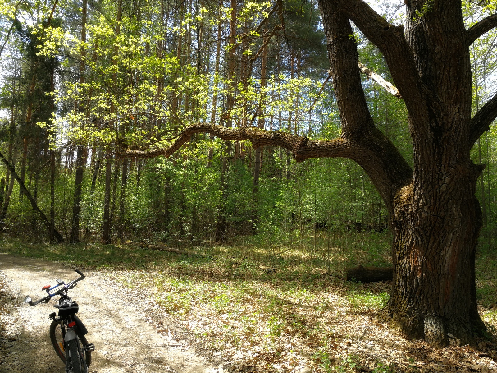 Mini bike ride - My, Longpost, Nature, The photo, Dzerzhinsk, Canon, Huawei mate 9