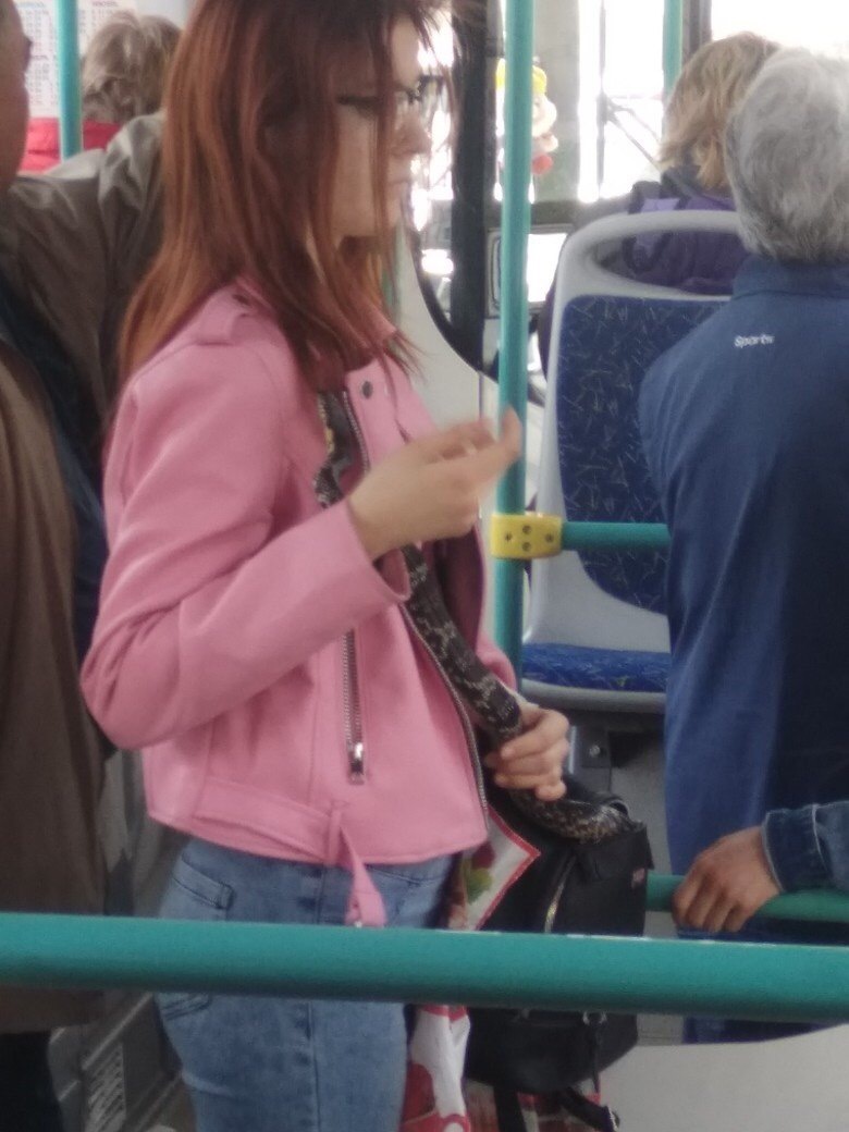 Girl with a cute pet - Public transport, Pet, Oddities, Longpost, Pets