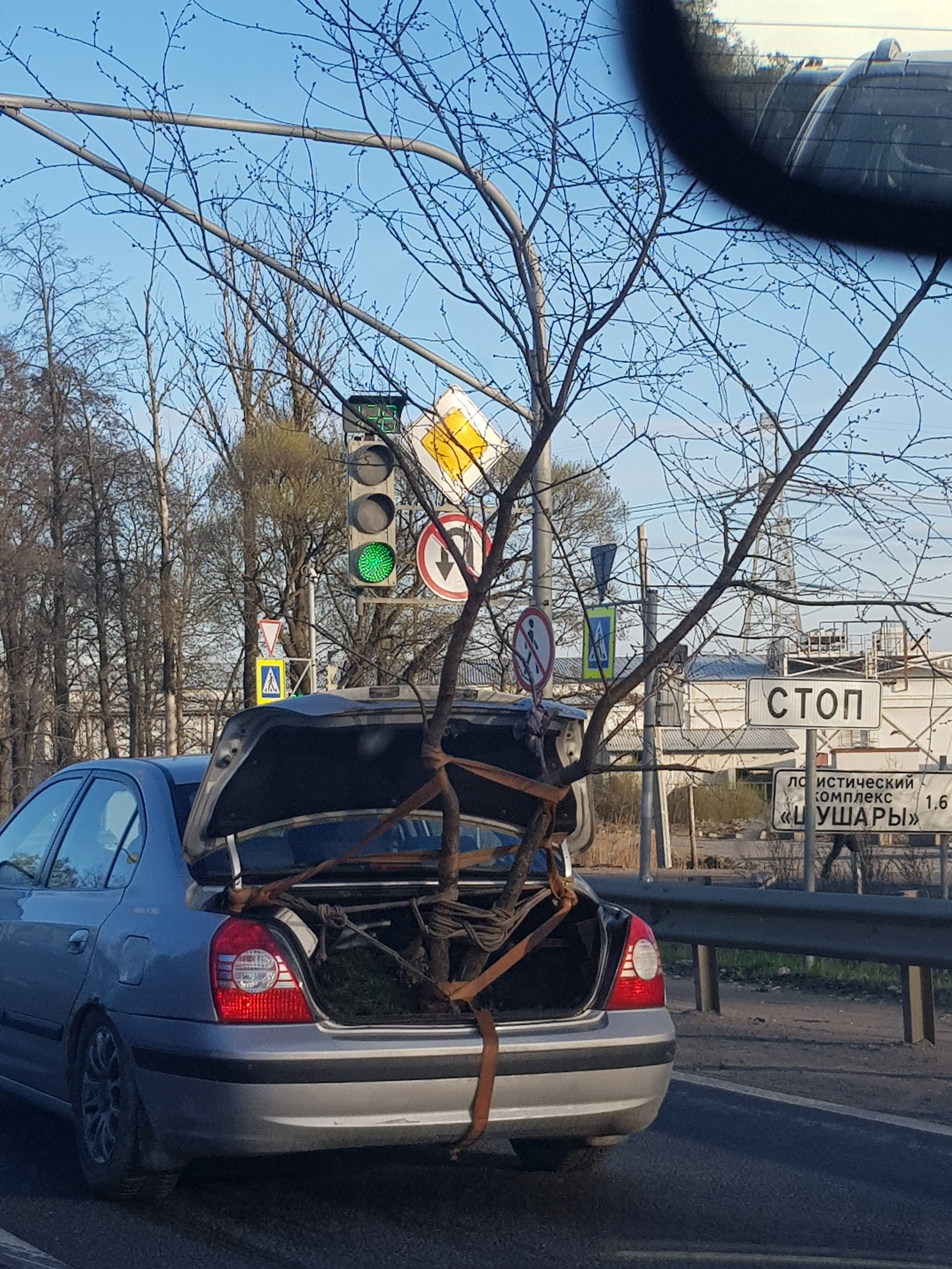 Flower bed in the car - My, Tree, Car, Flower bed, Longpost